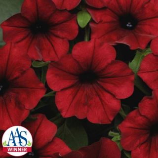 Tidal Wave Red Velour Petunia Thumbnail